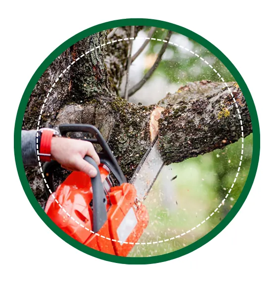 Tree Services