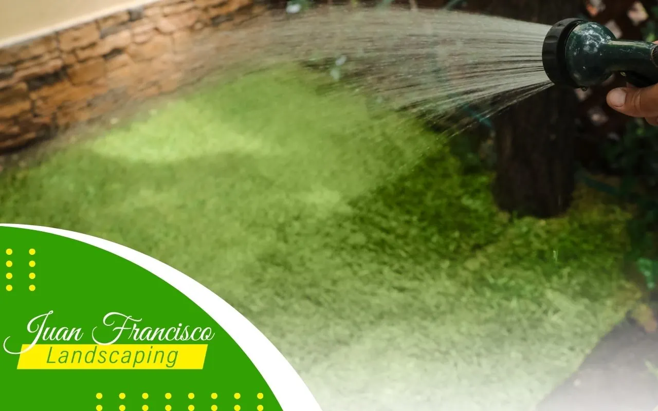 Watering and Maintenance After Installation
