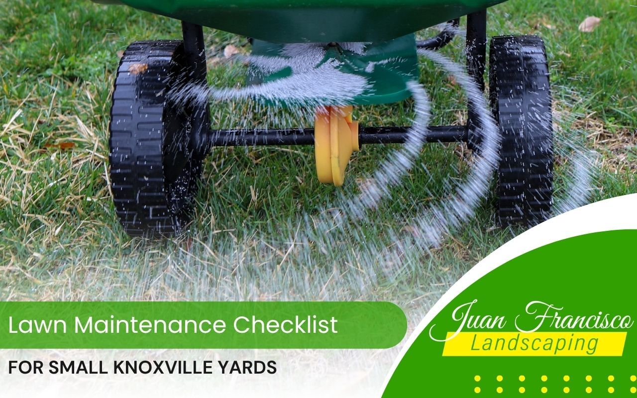 Fertilizer being spread in a compact lawn during fall