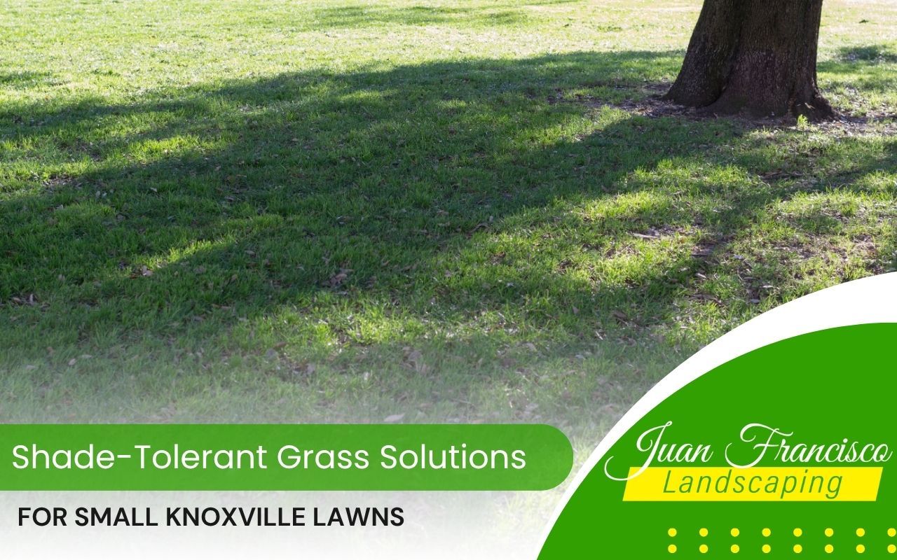 Healthy shade-tolerant grass growing in a shaded Knoxville yard