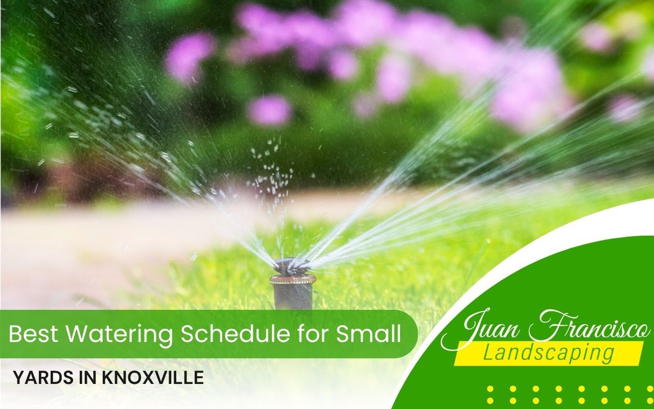 Sprinkler watering a small lawn in the early morning light