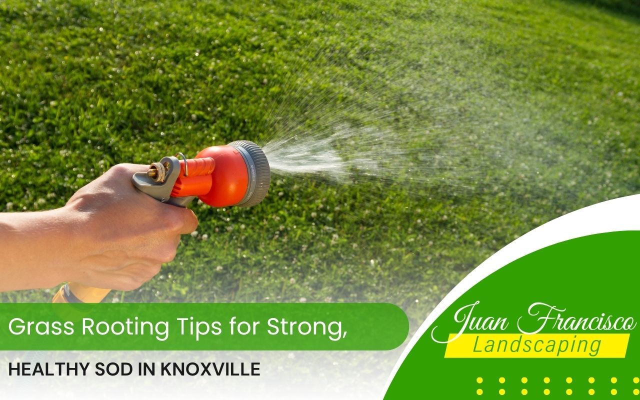 New sod being watered in Knoxville to encourage root growth