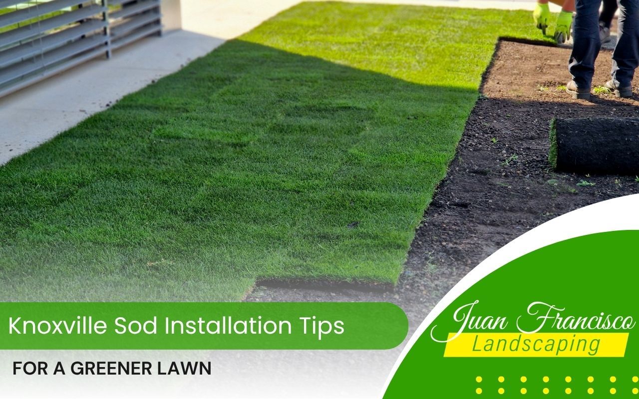 Fresh sod being installed in a Knoxville backyard with proper soil prep