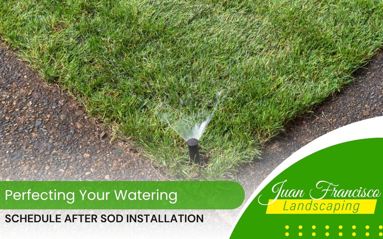 Homeowner following watering schedule after sod to help new grass root properly