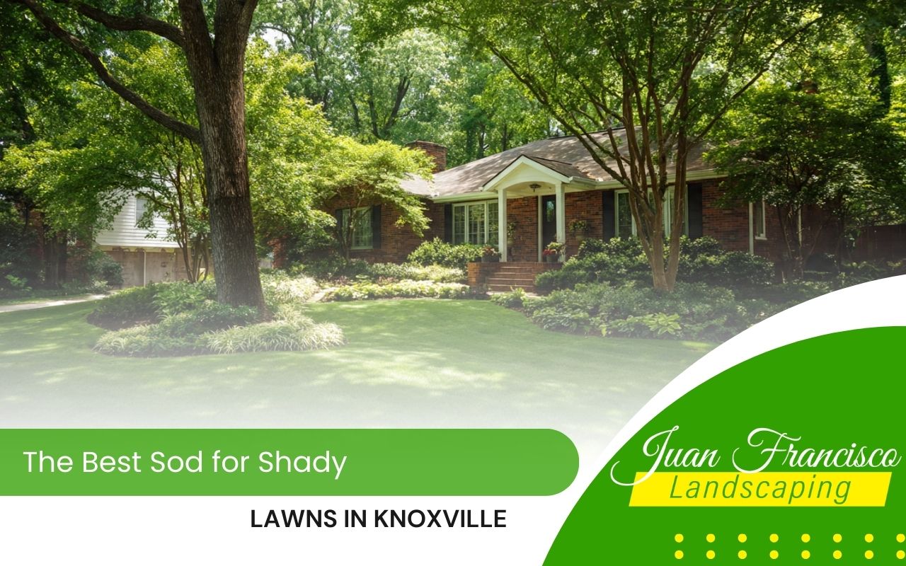 Best sod for shade in Knoxville growing thick under mature trees in a residential yard