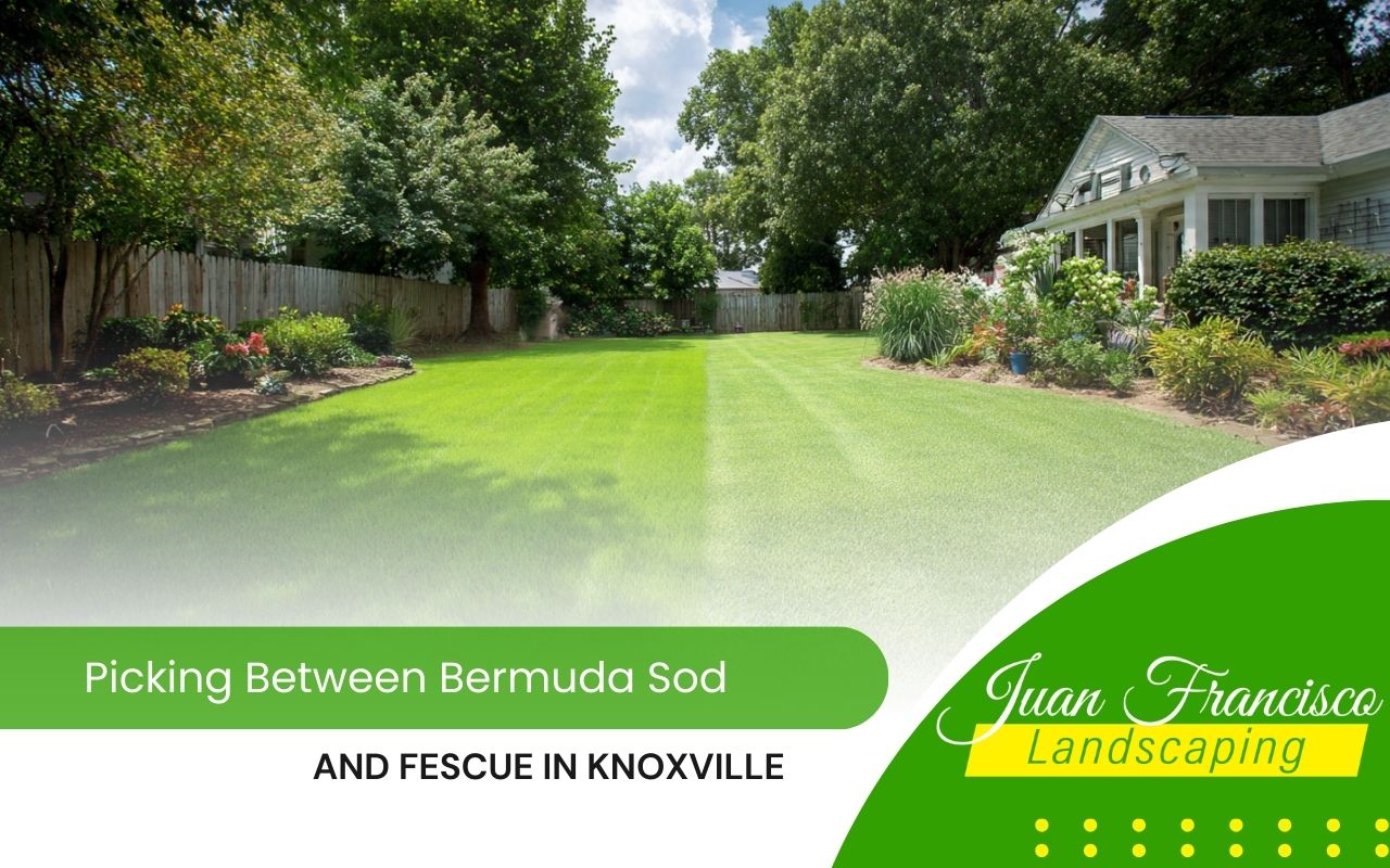 Bermuda sod vs fescue in Knoxville comparison in a sunny backyard lawn