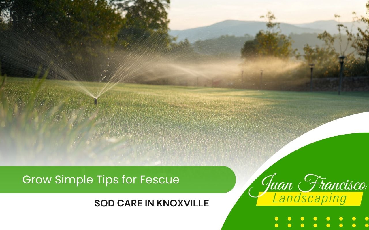 Fescue sod care in Knoxville with an early-morning watering schedule for new turf