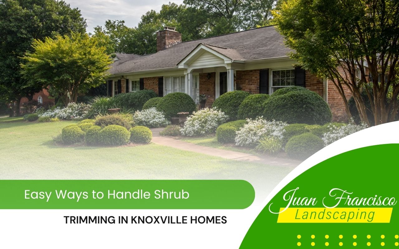 shrub trimming in Knoxville in a front yard with neat shaped bushes